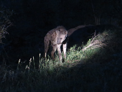 Spotted Hyena in the spotlight, Kruger, South Africa 2013